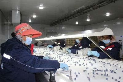 【學好身邊人 做好當下事】劍川白山母村:“藍果果”變身致富“金果果”